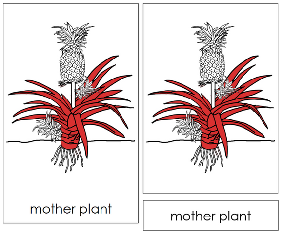 Parts of a Pineapple Plant Nomenclature Cards (Red) - Montessori Print Shop Digital Download