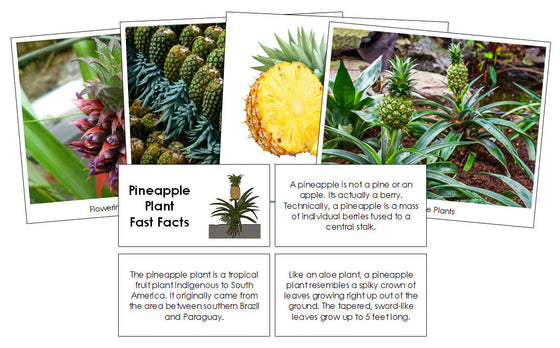 Pineapple Plant Fast Facts & Pictures - Montessori Print Shop