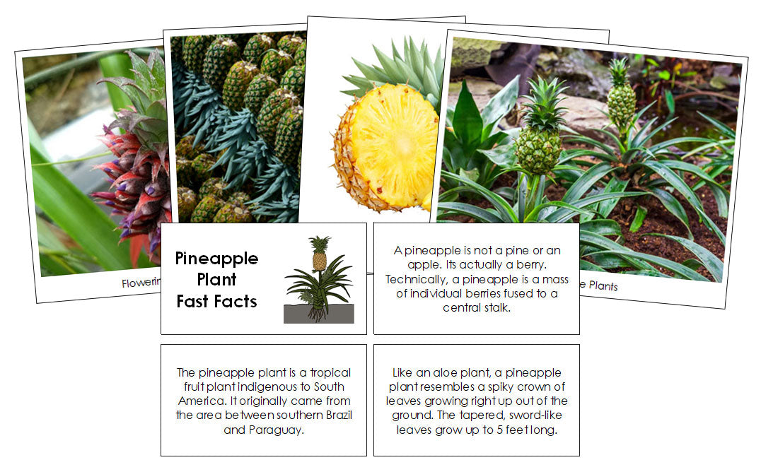 Pineapple Plant Fast Facts & Pictures - Montessori Print Shop Digital Download