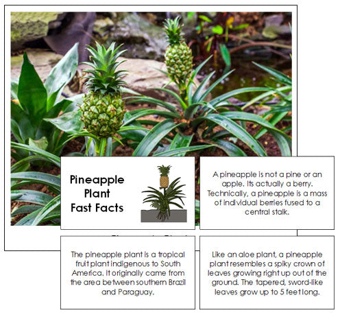 Pineapple Plant Fast Facts & Pictures - Montessori Print Shop