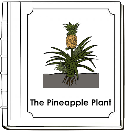 Parts of a Pineapple Plant Nomenclature Book (Red) - Montessori Print Shop Digital Download