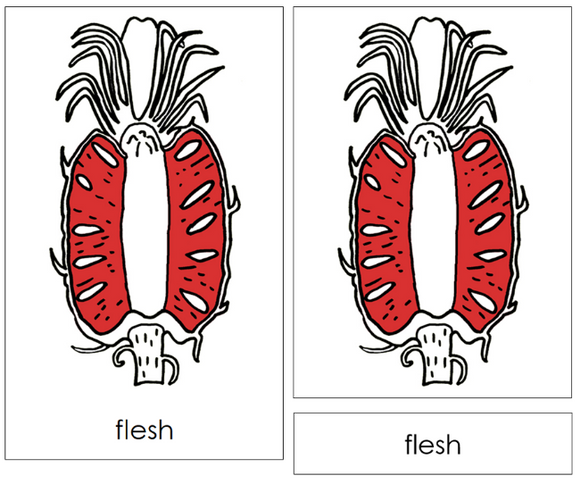 Parts of a Pineapple Nomenclature Cards (Red) & Blackline Master - Montessori Print Shop Digital Download