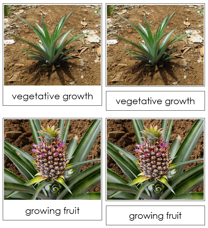 Pineapple Life Cycle Nomenclature 3-Part Cards & Charts - Montessori Print Shop Digital Download