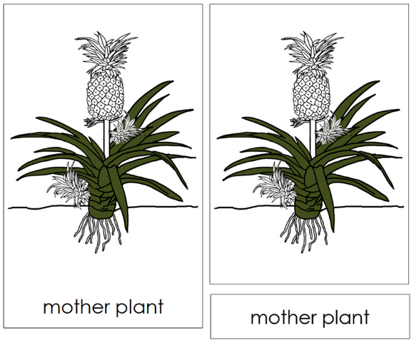 Parts of a Pineapple Plant Nomenclature Cards - Montessori Print Shop Digital Download
