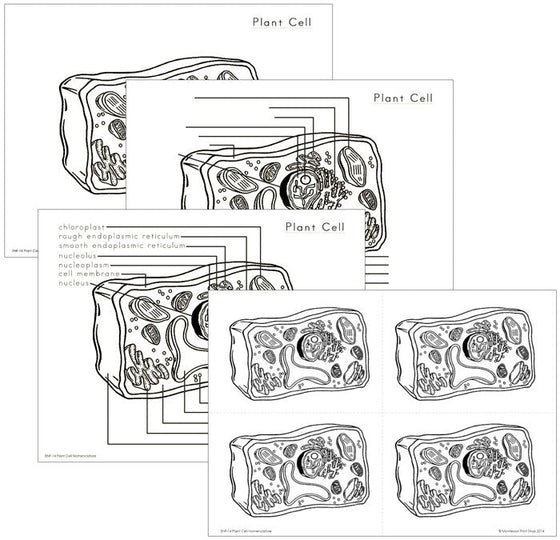 Elementary Plant Cell Nomenclature - Montessori Print Shop