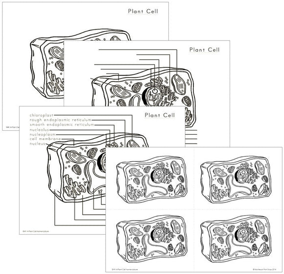 Elementary Plant Cell Nomenclature - Montessori Print Shop