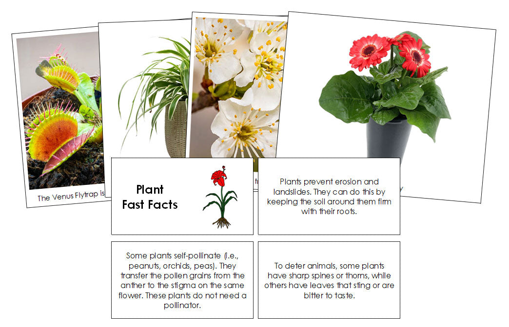 Plant Fast Facts & Pictures - Montessori Print Shop Digital Download