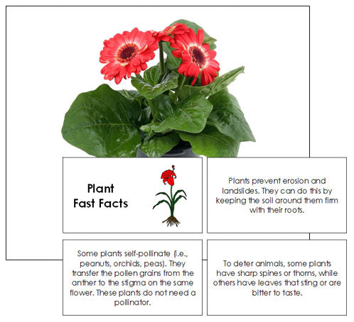 Plant Fast Facts & Pictures - Montessori Print Shop