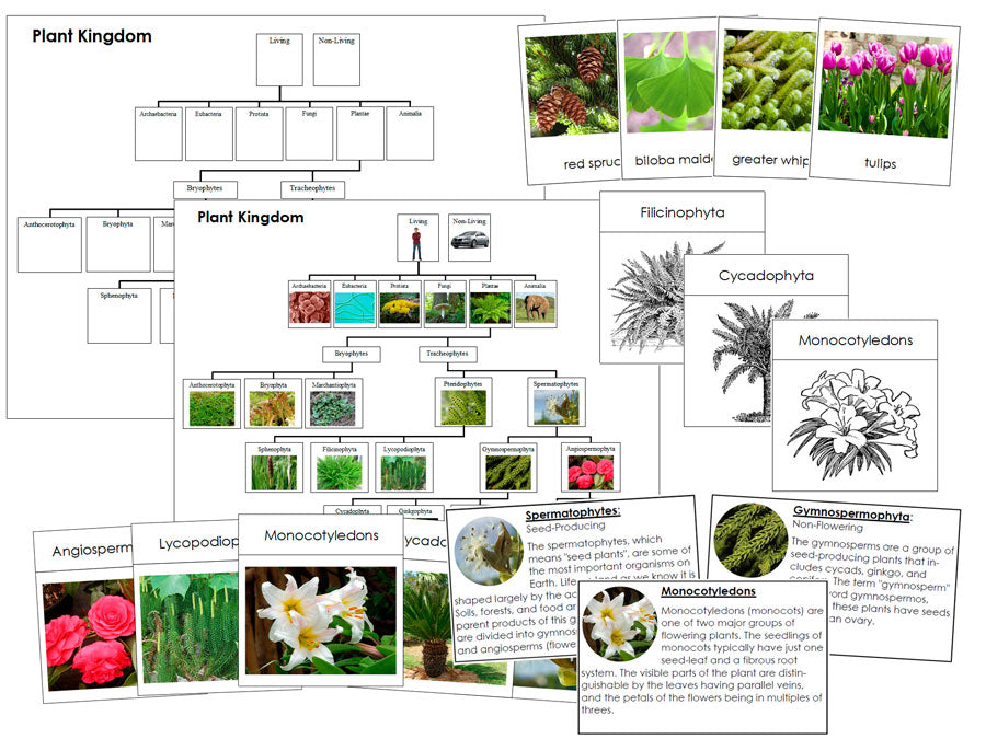 Plant Kingdom Cards, Charts, and Information Bundle - Montessori Print Shop Digital Download