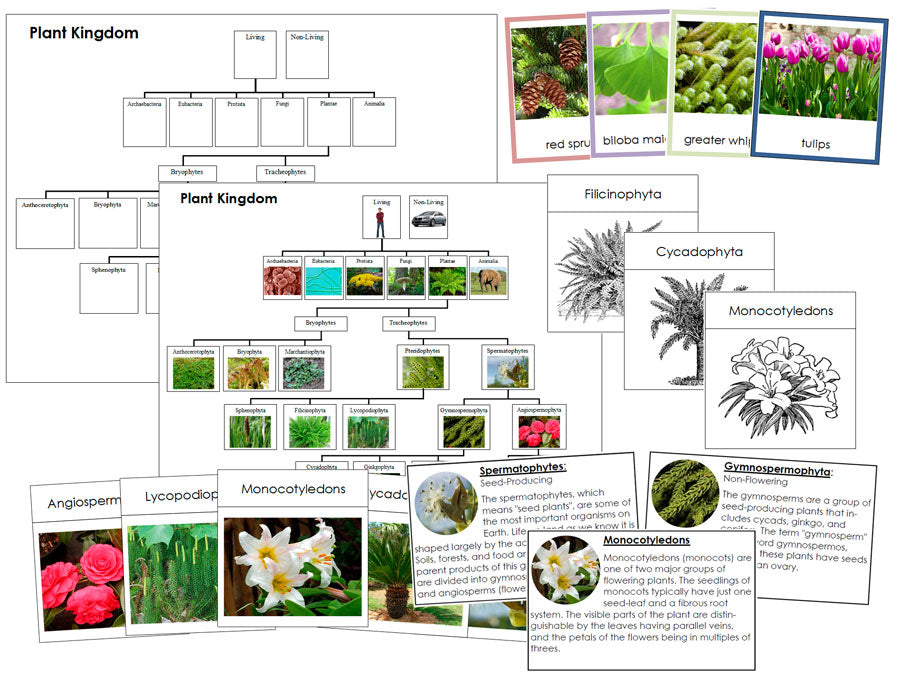 Plant Kingdom Cards, Charts & Information Bundle (color-coded) - Montessori Print Shop