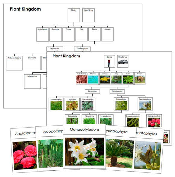 Plant Kingdom Cards, Charts & Information Bundle (color-coded) - Montessori Print Shop