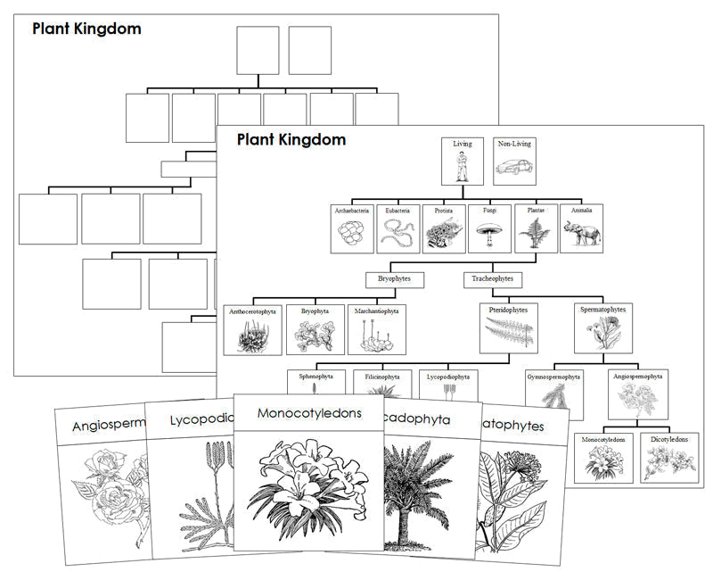 Plant Kingdom Charts and Cards Blackline Masters - Montessori Print Shop Digital Download
