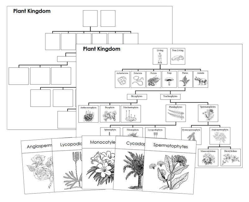 Plant Kingdom Charts & Cards Blackline Masters - Montessori Print Shop Digital Download