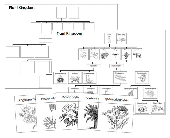 Plant Kingdom Charts & Cards Blackline Masters - Montessori Print Shop