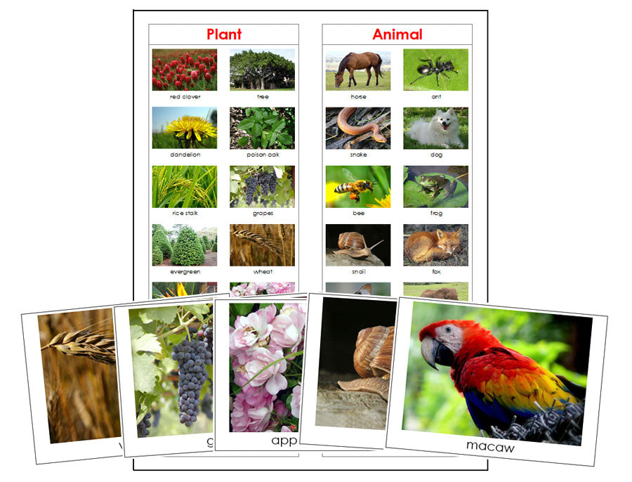 Plant or Animal Cards - Montessori Print Shop Digital Download science printable