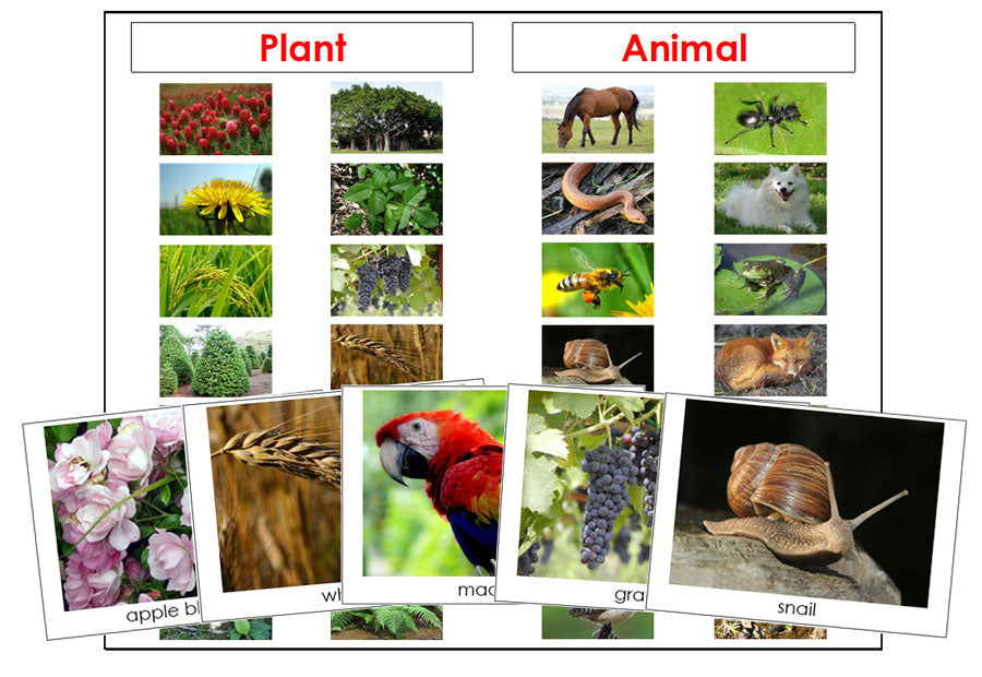Plant or Animal Cards - Montessori Print Shop Digital Download science materials