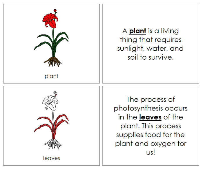 Parts of a Plant Nomenclature Book - Montessori Print Shop Digital Download