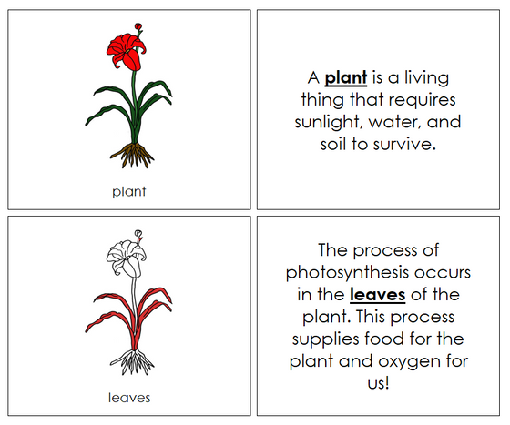 Plant Nomenclature Book - Montessori Print Shop