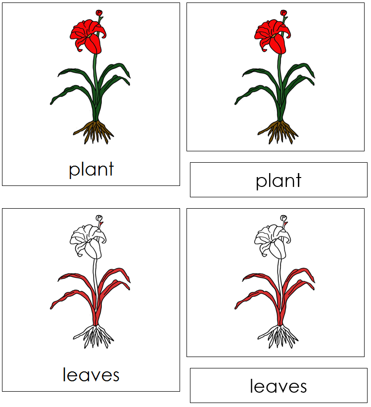 Plant Nomenclature 3-Part Cards (red) - Montessori Print Shop