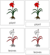 Plant Nomenclature 3-Part Cards (red) - Montessori Print Shop