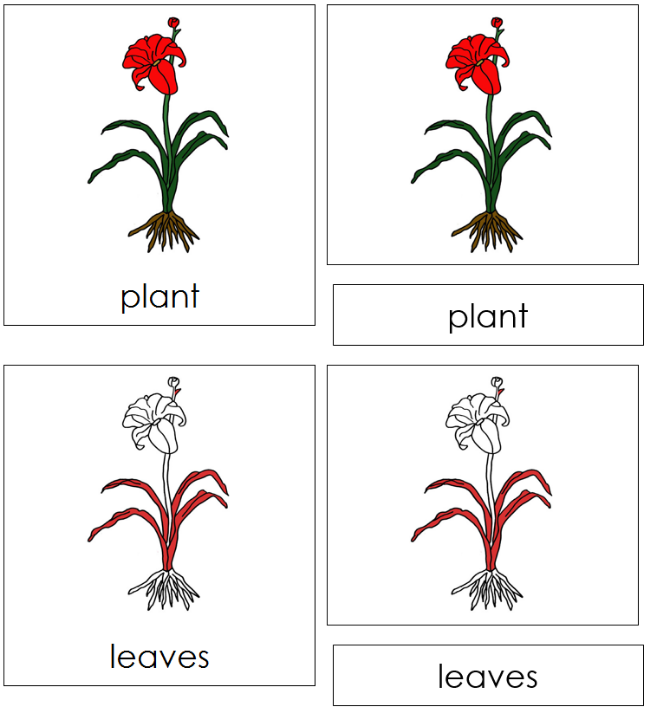Plant Nomenclature 3-Part Cards (red) - Montessori Print Shop Digital Download