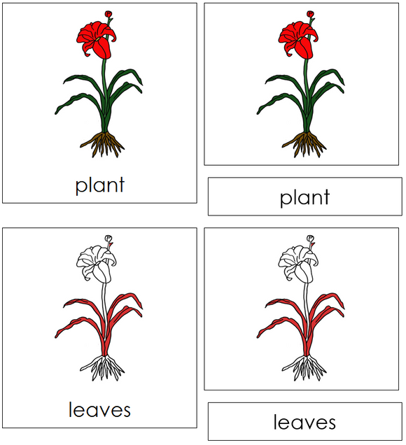 Plant Nomenclature Cards (red) - Montessori Print Shop