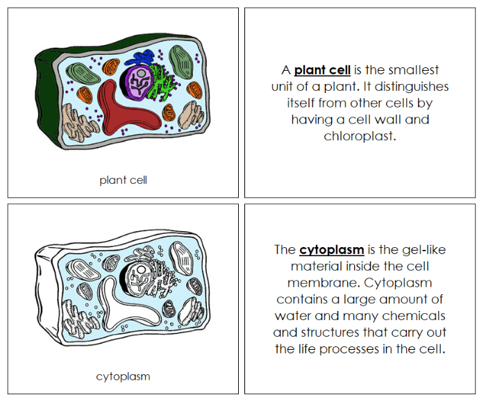 Parts of a Plant Cell Nomenclature Book - Montessori Print Shop Digital Download