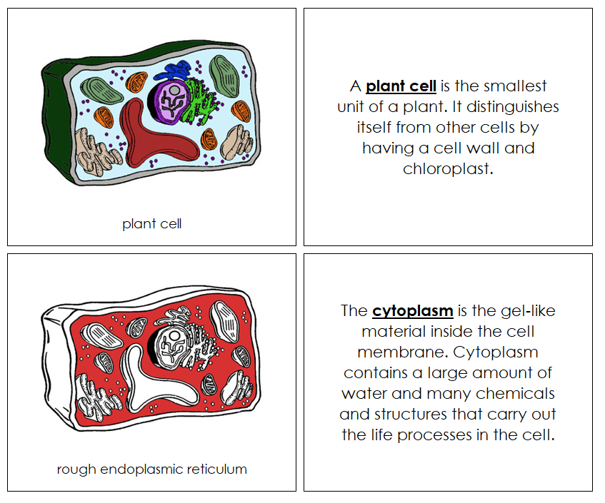 Plant Cell Nomenclature Book (red) - Montessori Print Shop Digital Download