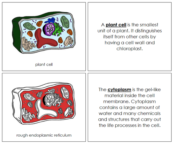 Plant Cell Nomenclature Book (red) - Montessori Print Shop