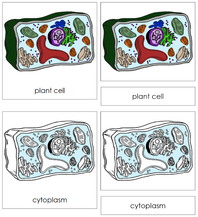 Plant Cell Nomenclature 3-Part Cards - Montessori Print Shop Digital Download