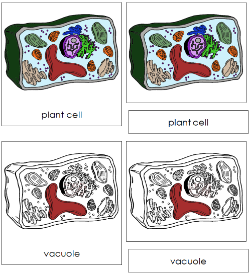 Plant Cell Nomenclature 3-Part Cards - Montessori Print Shop