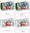 Plant Cell Nomenclature 3-Part Cards - Montessori Print Shop