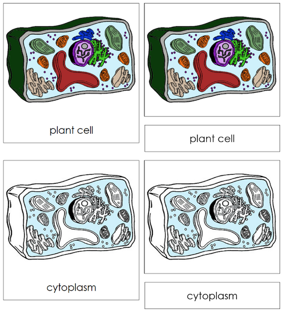 Plant Cell Nomenclature Cards - Montessori Print Shop Digital Download