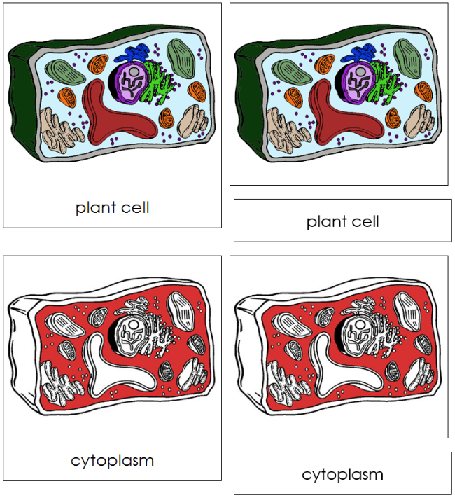 Plant Cell Nomenclature 3-Part Cards (red) - Montessori Print Shop Digital Download