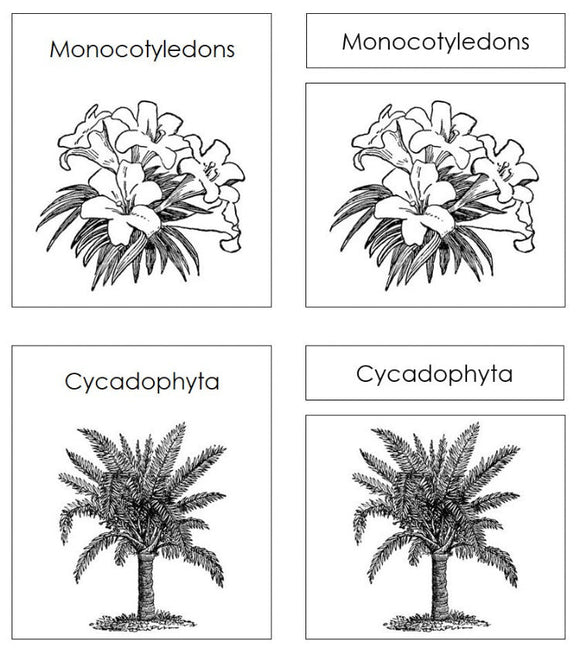Plant Kingdom Charts & Cards Blackline Masters - Montessori Print Shop Digital Download