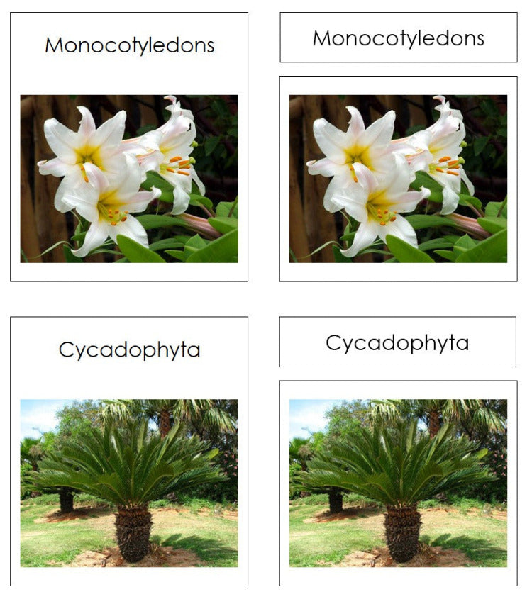 Plant Kingdom Charts and Cards - Montessori Print Shop Digital Download