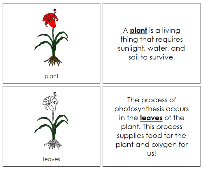 Parts of a Plant Nomenclature Book - Montessori Print Shop Digital Download