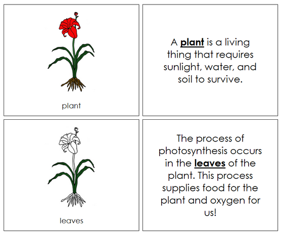 Plant Nomenclature Book - Montessori Print Shop