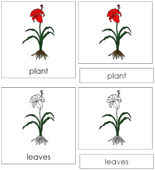 Parts of a Plant Nomenclature 3-Part Cards - Montessori Print Shop Digital Download