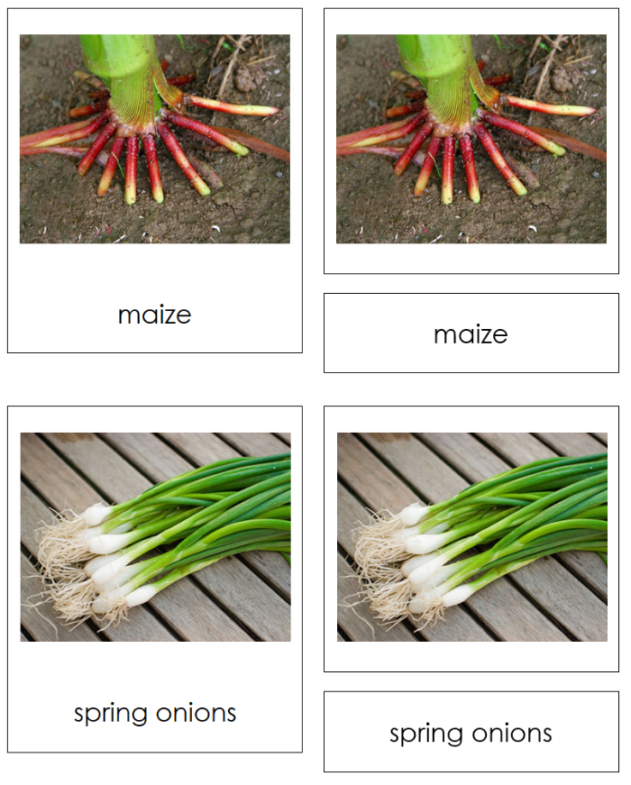 Printable Types of Plant Roots Sorting  Sorting Cards and Chart - Montessori Print Shop Digital Download