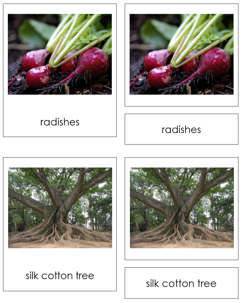 Printable Types of Plant Roots Sorting  Sorting Cards and Chart - Montessori Print Shop Digital Download
