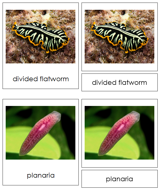 Platyhelminthes Animal Cards - Montessori Print Shop Digital Download