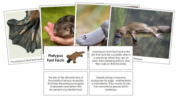 Platypus Fast Facts & Pictures - Montessori Print Shop