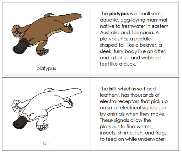 Parts of a Platypus Nomenclature Book - Montessori Print Shop Digital Download