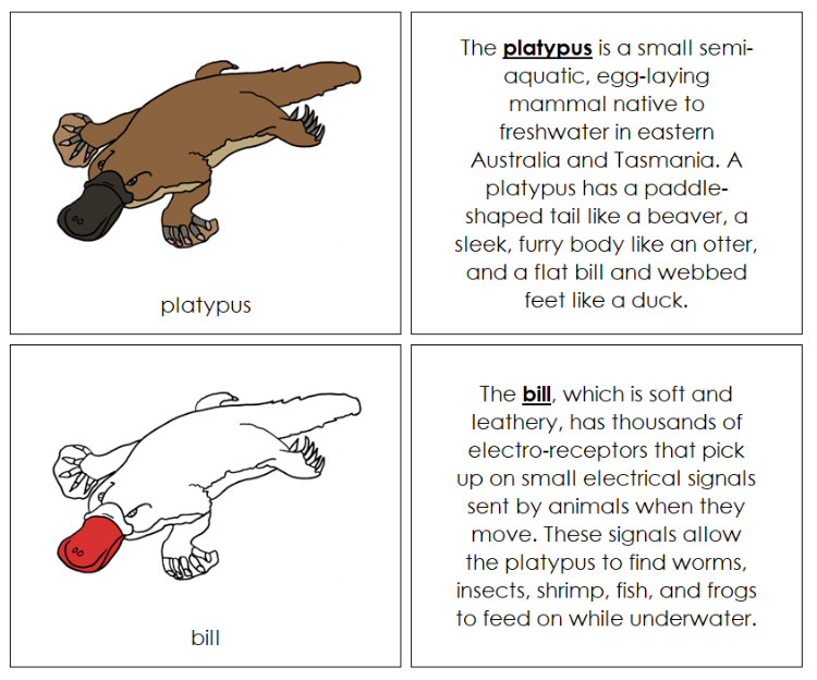 Platypus Nomenclature Book (red) - Montessori Print Shop Digital Download