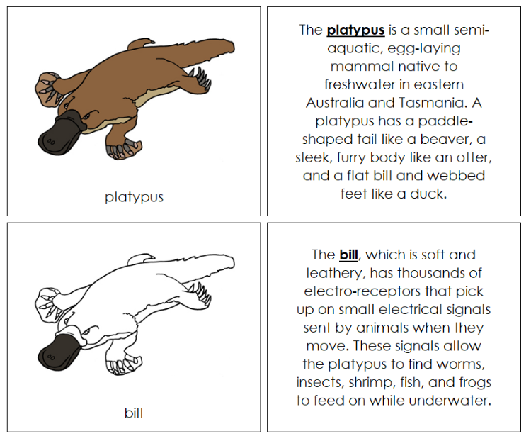 Parts of a Platypus Nomenclature Book - Montessori Print Shop Digital Download
