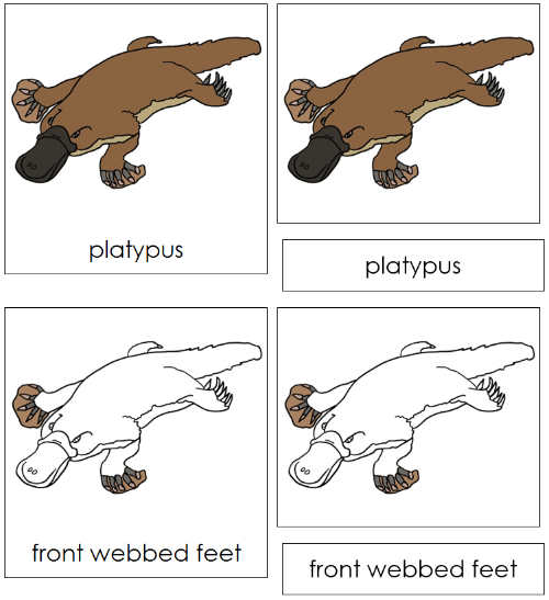 Platypus Nomenclature 3-Part Cards - Montessori Print Shop