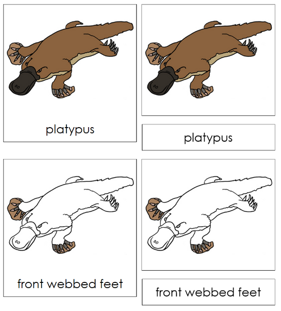 Parts of a Platypus 3-Part Nomenclature Cards - Montessori Print Shop Digital Download