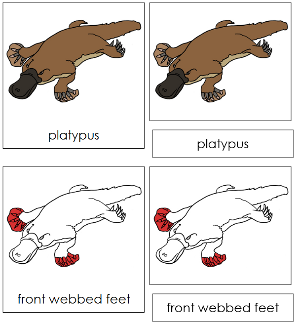 Parts of a Platypus 3-Part Nomenclature Cards (red) - Montessori Print Shop Digital Download