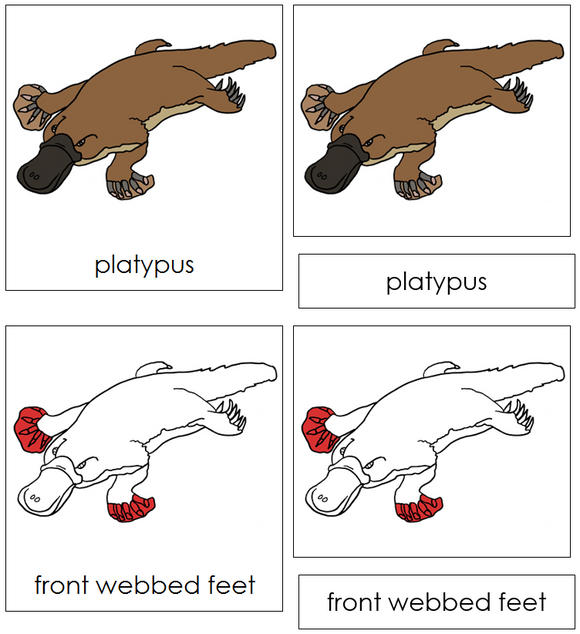 Platypus Nomenclature Cards (red) - Montessori Print Shop